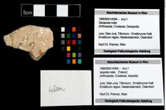Foto (Objekt + Etikett) von Isopoda indet.  (NHMW-GEO-1990-0041-4364)